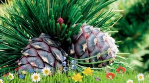 Сосна кедровая Европейская ? Обзор: посадка и уход. крупномеры, саженцы: описание и особенности