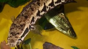 Классификация змееголовов