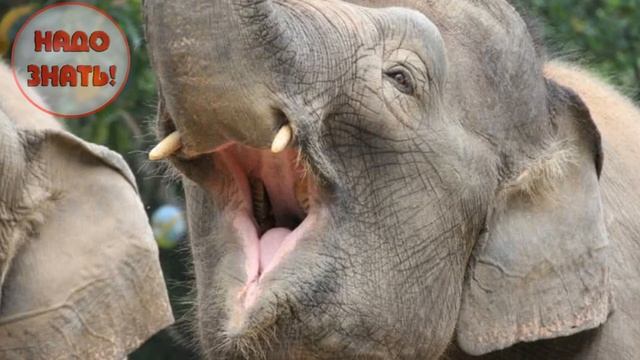 Почему у животных не болят зубы, хоть они их не чистят? смотреть онлайн