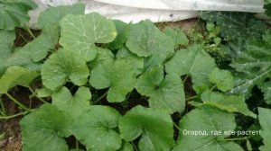 229. Сода и аспирин  против мучнистой росы