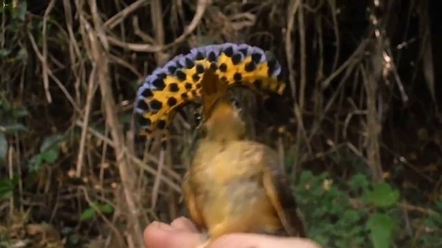 Амазонский венценосный мухоед. Милый кокет. смотреть онлайн