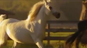 ҉ Видео про лошадей (Песня из рекламы Bon Aqua)