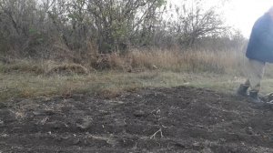 Посев пшеницы, мотоблоком с фрезой