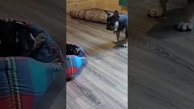 французские бульдоги-играют смотреть онлайн