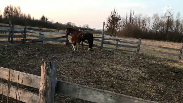 Агрессия лошади. Результат устранения агрессии после 9-й минуты. Было-стало.Ежедневно закреплять! смотреть онлайн