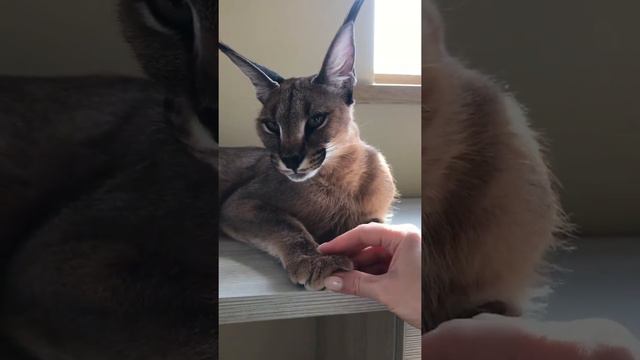 Милые котята Каракала смотреть онлайн