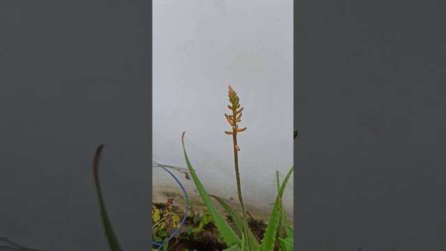 aloe vera flower