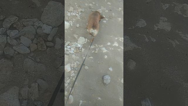 Прогулка по берегу моря.