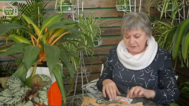 Проволочник ? Как бороться с вредителем ❗ Советы от эксперта