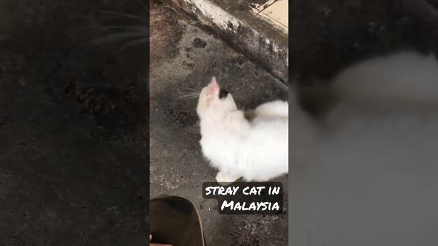 stray cats in Malaysia. マレーシアの猫さん