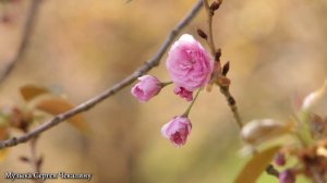 Сборник Самых Невероятно Красивых и Нежных Мелодий, до глубины Души! Красивая музыка Сергей Чекалин