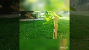 Прививка на сливу войлочной вишни, в подмосковье.