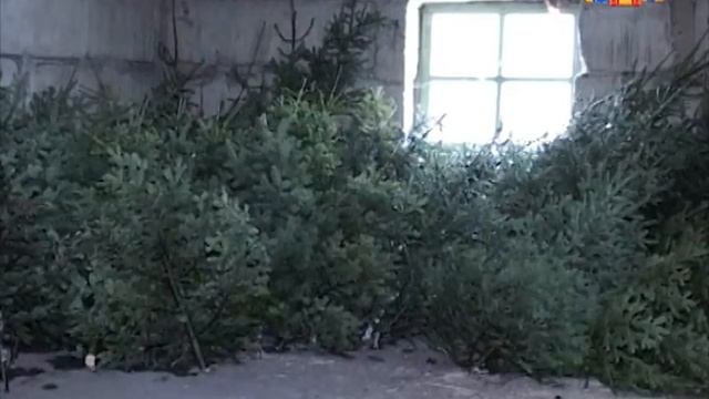 Где и когда будут продавать елочки