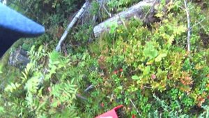 комбайн для клюквы и брусники "Торопушка" как быстро собирать ягоды