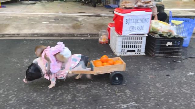 Monkey YiYi takes  piglet to buy fruit help YoYo JR