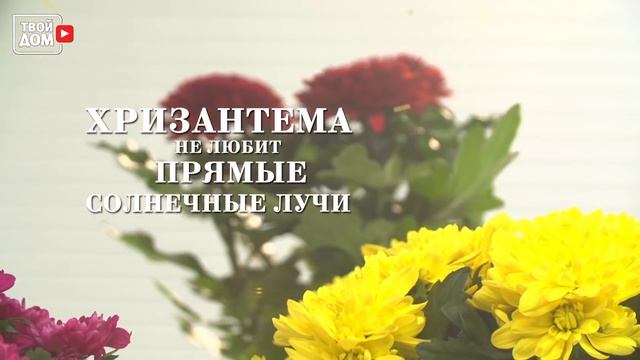 Хризантемы! Посадка и уход | Все в сад