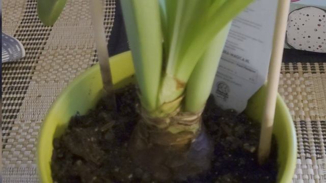 Гиппеаструм после цветения. Правильная обрезка #гиппеаструм #обрезкапослецветения #неамариллис смотреть онлайн