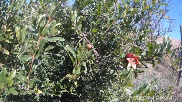 БУГАЗ. ДАЧИ В КРЫМУ. Крымские дачи. Виноград. Дикий гранат. Инжир. И многое другое. смотреть онлайн