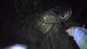 Рыбалка на Трофейного Карпа и Сома!