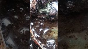 Избавление от личинок и паразитов в земле