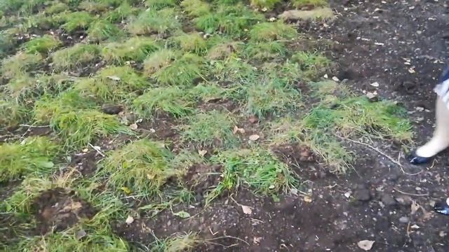 Собянинский Жилищник "сажает" траву. Профанация как и все от Собянина! смотреть онлайн