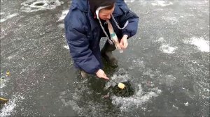 Второе открытие льда на верхнем водоёме. Клёвое место, Лосиный остров.