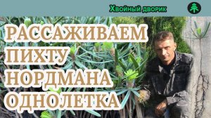 Как мы рассаживаем Пихту кавказскую(Нордмана) однолетку.Питомник "Хвойный дворик"