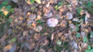 Ведьмины круги из грибов в лесу. Собираем рядовки осенние (серушки).