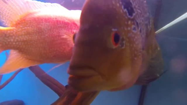 Хорны смотреть онлайн