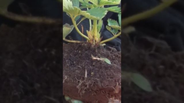 ЛУЧШЕЕ ВРЕМЯ ДЛЯ ПЕРЕСАЖИВАНИЯ КУСТИКОВ КЛУБНИКИ ЭТО........ смотреть онлайн