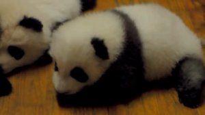 МИЛЫЕ МЕДВЕЖАТА ПАНДЫ