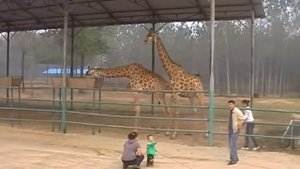 Сафари-парк Бейдайхэ. Safari Park Beidaihe.