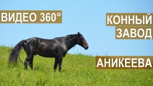 Кабардинский конный завод Аникеева. Краснодарский край. Видео в формате  360°