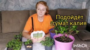 Как и чем кормить клубнику, чтобы получить ягоду.