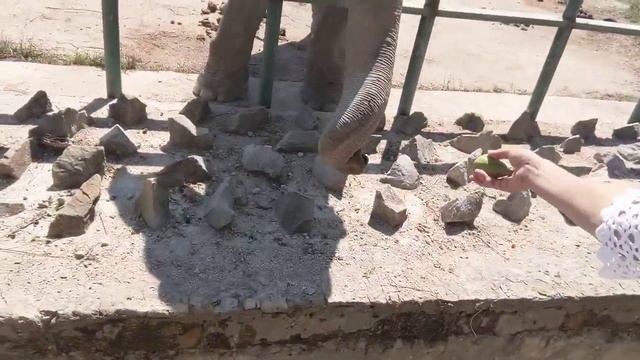 Слона кормлю смотреть онлайн