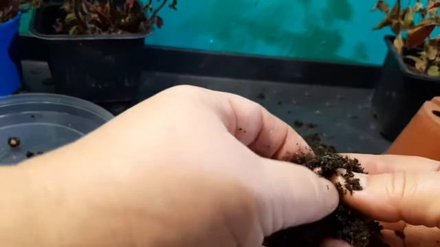 Как выкопать ризомы Ахименеса? смотреть онлайн