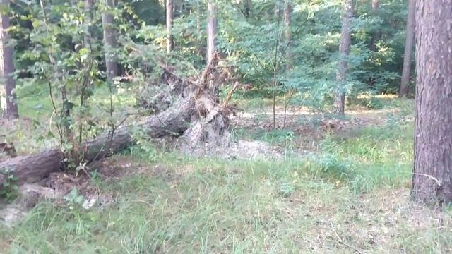 Почему падают деревья в лесу ? смотреть онлайн