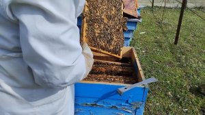 Ранний старт#пасека#пчёлы