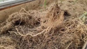 ДЛЯ МОЩНОГО, ЗДОРОВОГО И СИЛЬНОГО РАСТЕНИЯ С ВКУСНЫМИ ПЛОДАМИ НУЖНО. ТОМАТЫ, ПЕРЕЦ, БАКЛАЖАНЫ, ОВОЩ