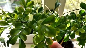 Аглайя одората карликовая Aglaia odorata dwarf