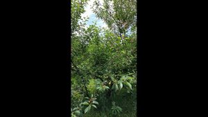 Отпугиватель птиц Фильм 4