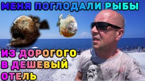 Меня жрут рыбы. Сочи. Адлер 2020, открытие