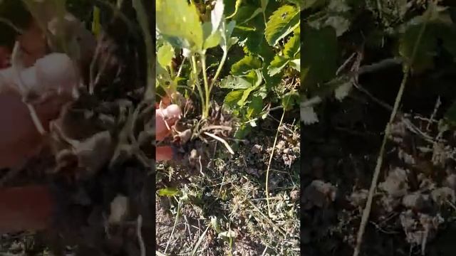 Уход за клубникой. Почему нужно выпалывать неплодоносящие кусты клубники