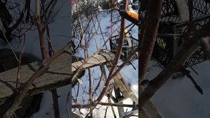 Обрезка яблони Свежесть (10 лет).