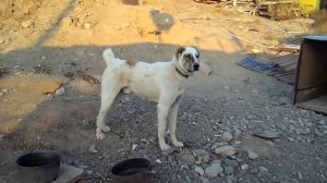 Дерзкий щенок! алабай Аждар  Туркменский Волкодав САО turkmen alabay Shepherd Dog Alabai