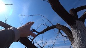 СТАРЫЙ АБРИКОС ОБРЕЗАЕМ НА УРОЖАЙ