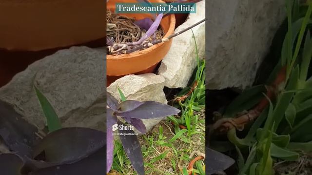 Plantas  Tradescantia Pallida