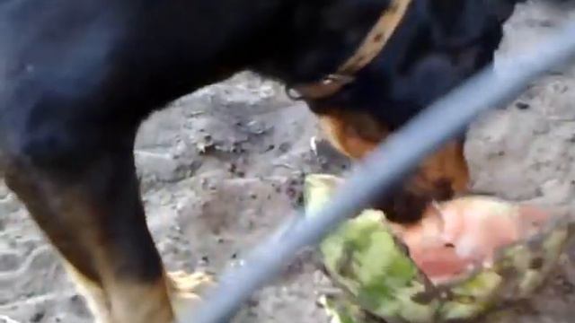 Пёс рвёт за арбуз смотреть онлайн