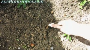 ВЫСАЖИВАЕМ  рассаду ПЕПИНО  В ОТКРЫТЫЙ ГРУНТ   GROWING PEPINO IN OPEN SOIL