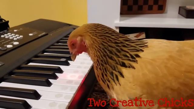 Курица научилась играть на синтезаторе смотреть онлайн